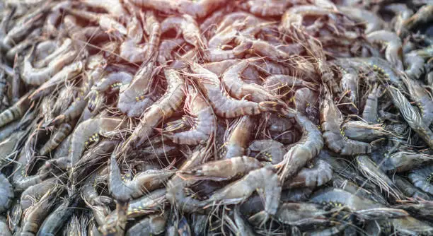 Frozen Shrimp Blocks