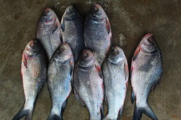 Bighead Carp
